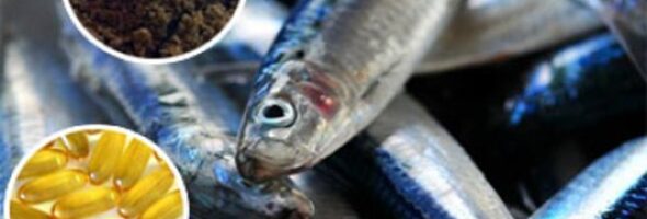 Suplementos de ácidos grasos Omega 3 de origen marino