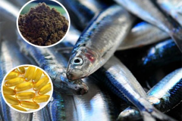 Suplementos de ácidos grasos Omega 3 de origen marino