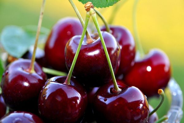 ¿Pueden las cerezas negras reducir la grasa abdominal?