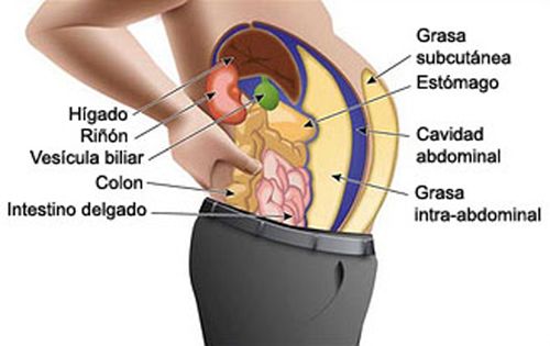 ¿Cómo se relaciona la grasa abdominal con la enfermedad cardíaca? 1 riesgo de grasa abdominal y enfermedades cardíacas